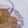 Slow stitchingissä vuorossa bioformiset muodot.